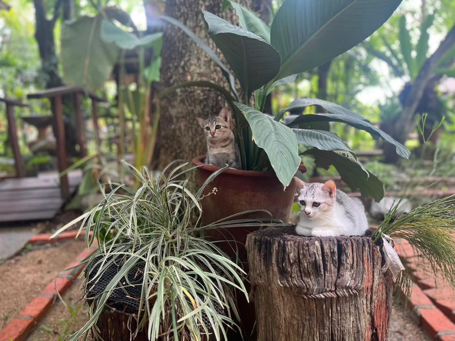 Tongluang Inthanon Homestay โต้งหลวงอินทนนท์โฮมสเตย์ チョームトーン エクステリア 写真